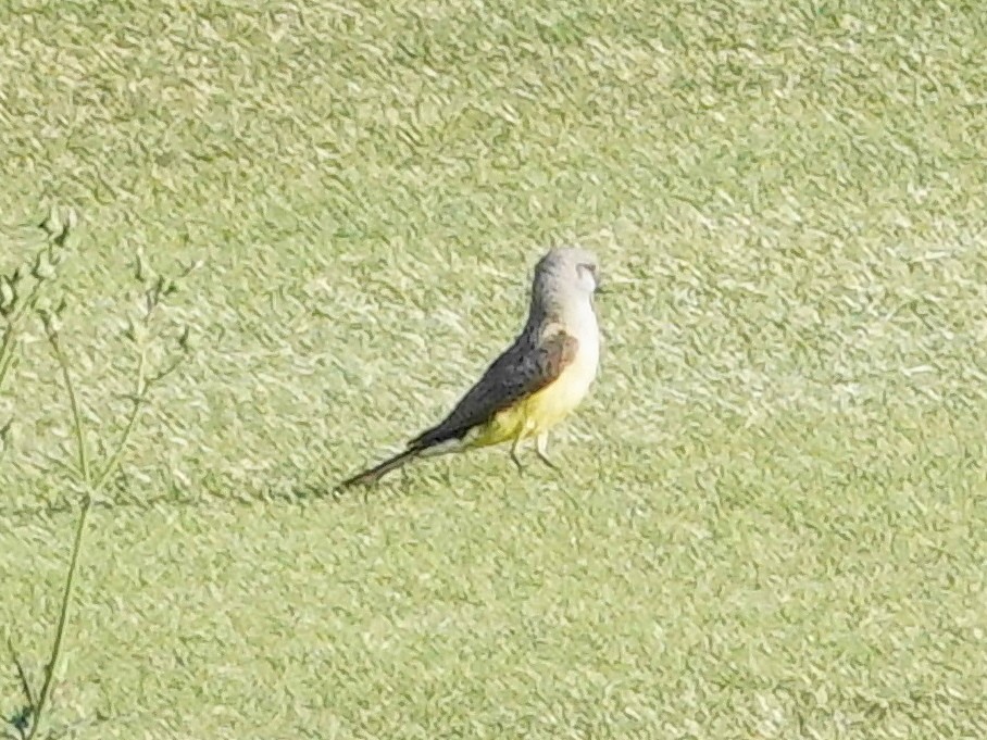 Western Kingbird - Peter Herstein