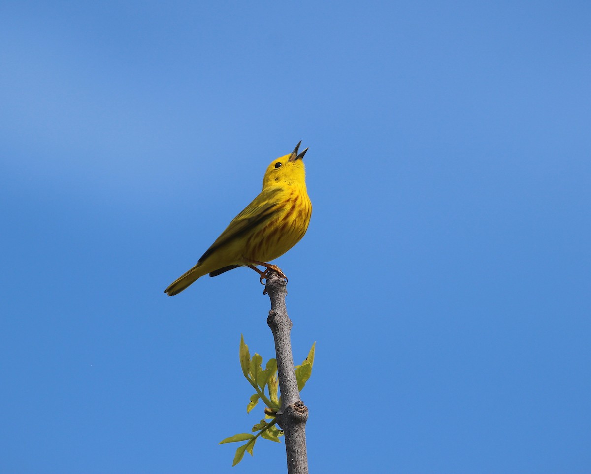 Yellow Warbler - Becky Harbison