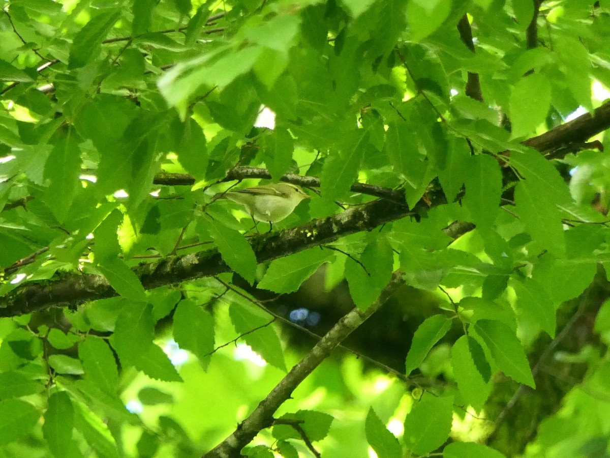 Green Warbler - Hein Prinsen