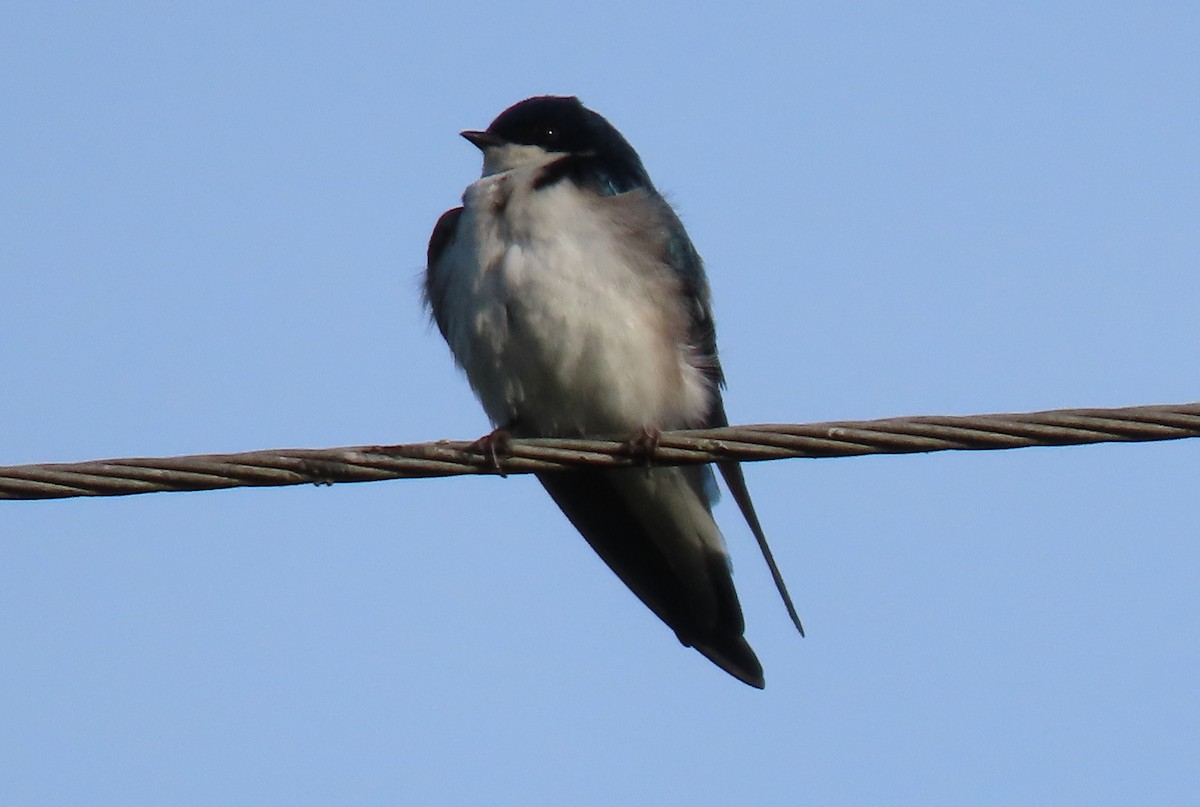 Tree Swallow - Anne Mytych