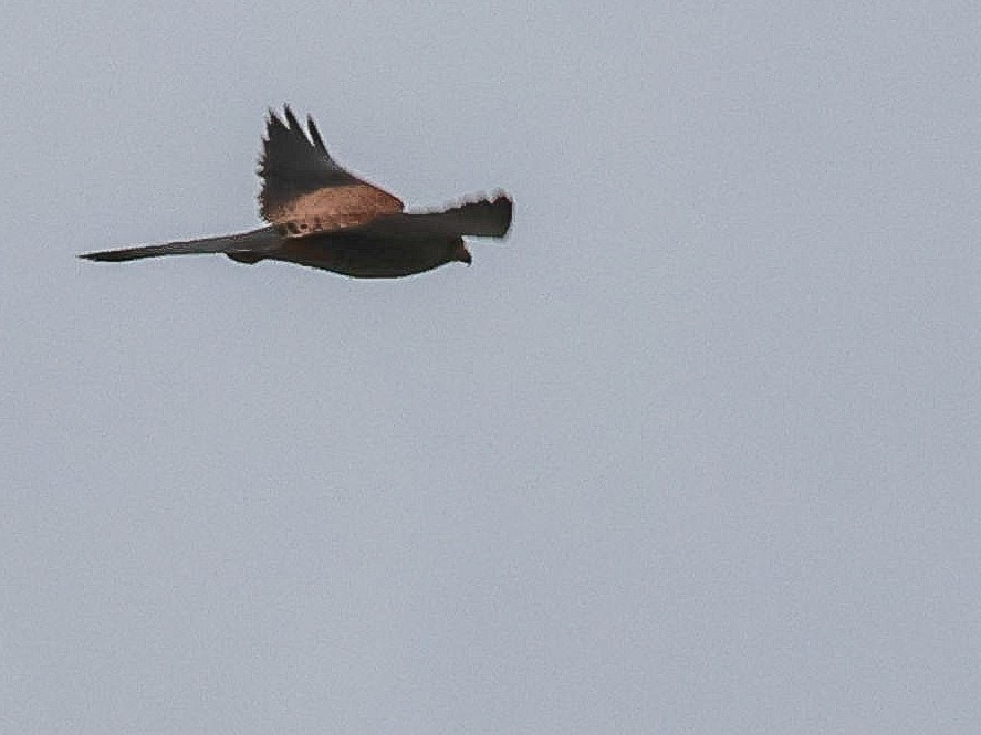 Eurasian Kestrel - Muammer Ülker