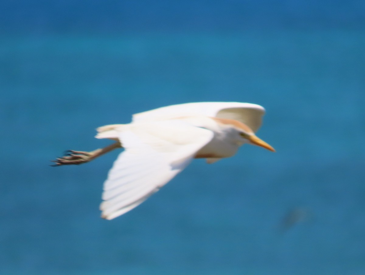 Western Cattle Egret - Pamela Hunt