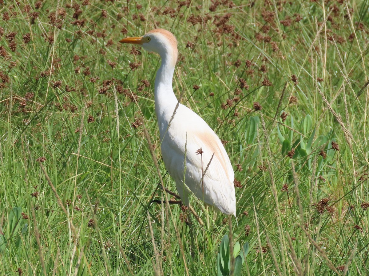 Western Cattle Egret - Pamela Hunt