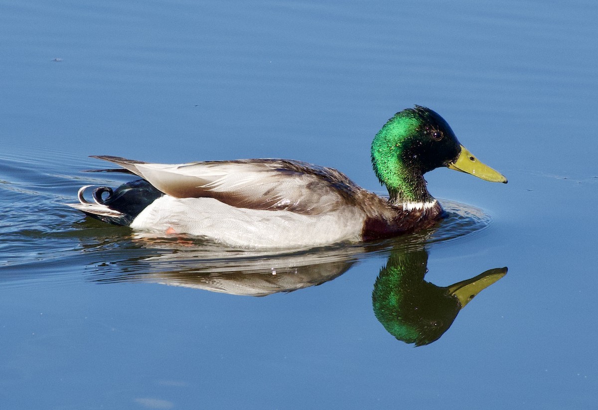 Mallard - Leslie Harris Jr