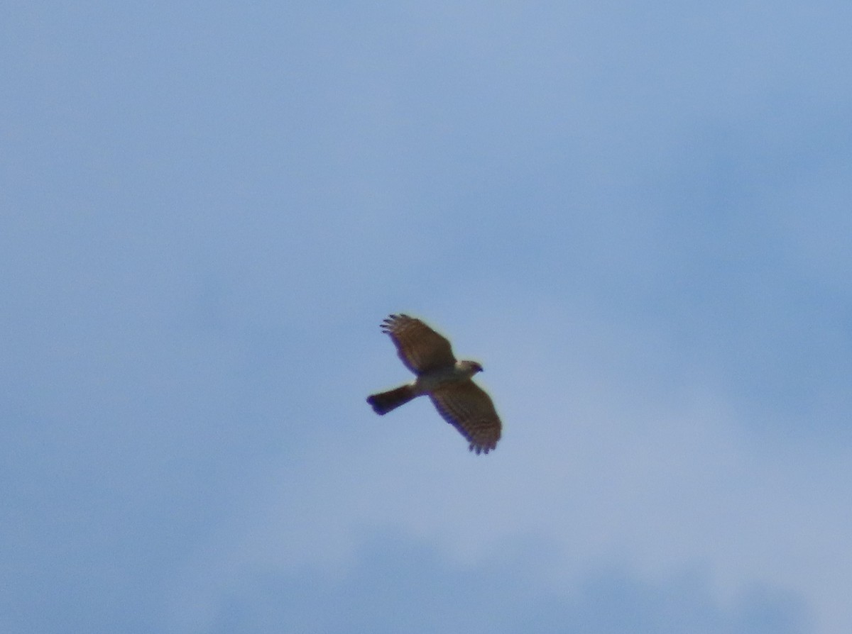 Sharp-shinned Hawk - Pamela Hunt