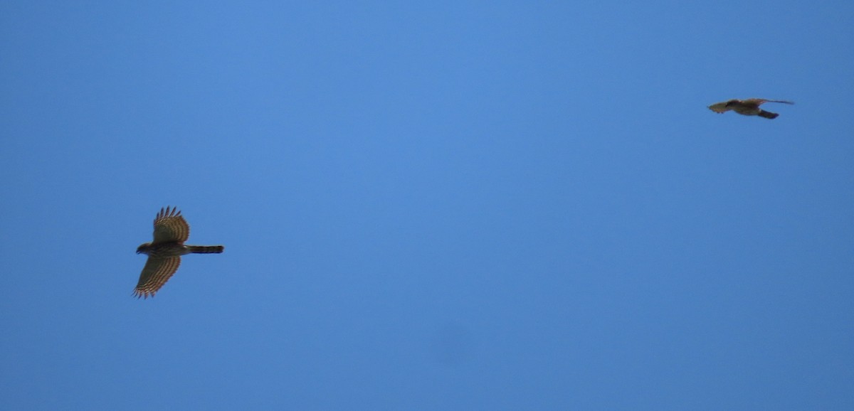 Sharp-shinned Hawk - Pamela Hunt