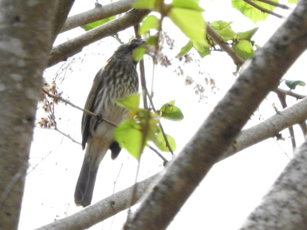 Streaked Saltator - Fernando Nunes