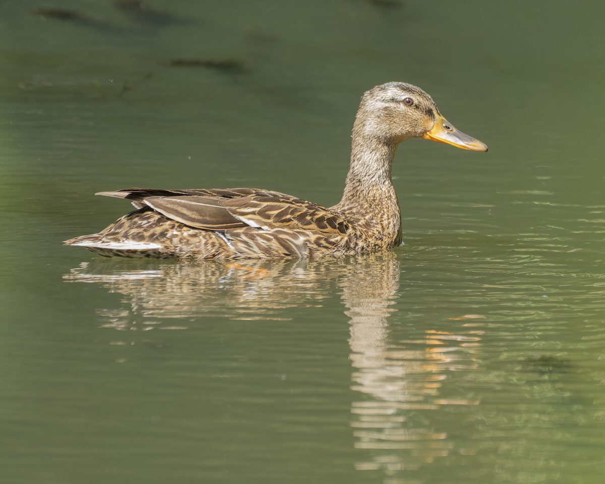 Mallard - john Butters