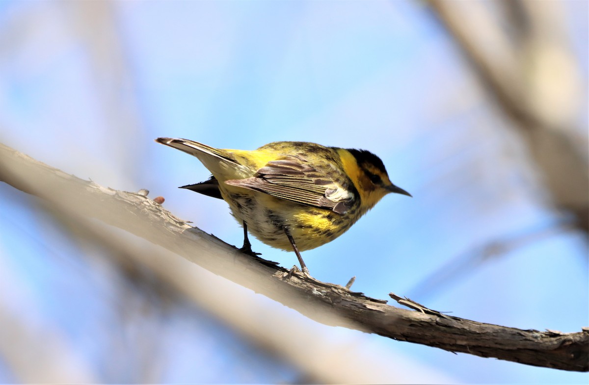 Cape May Warbler - Daniel Laforce