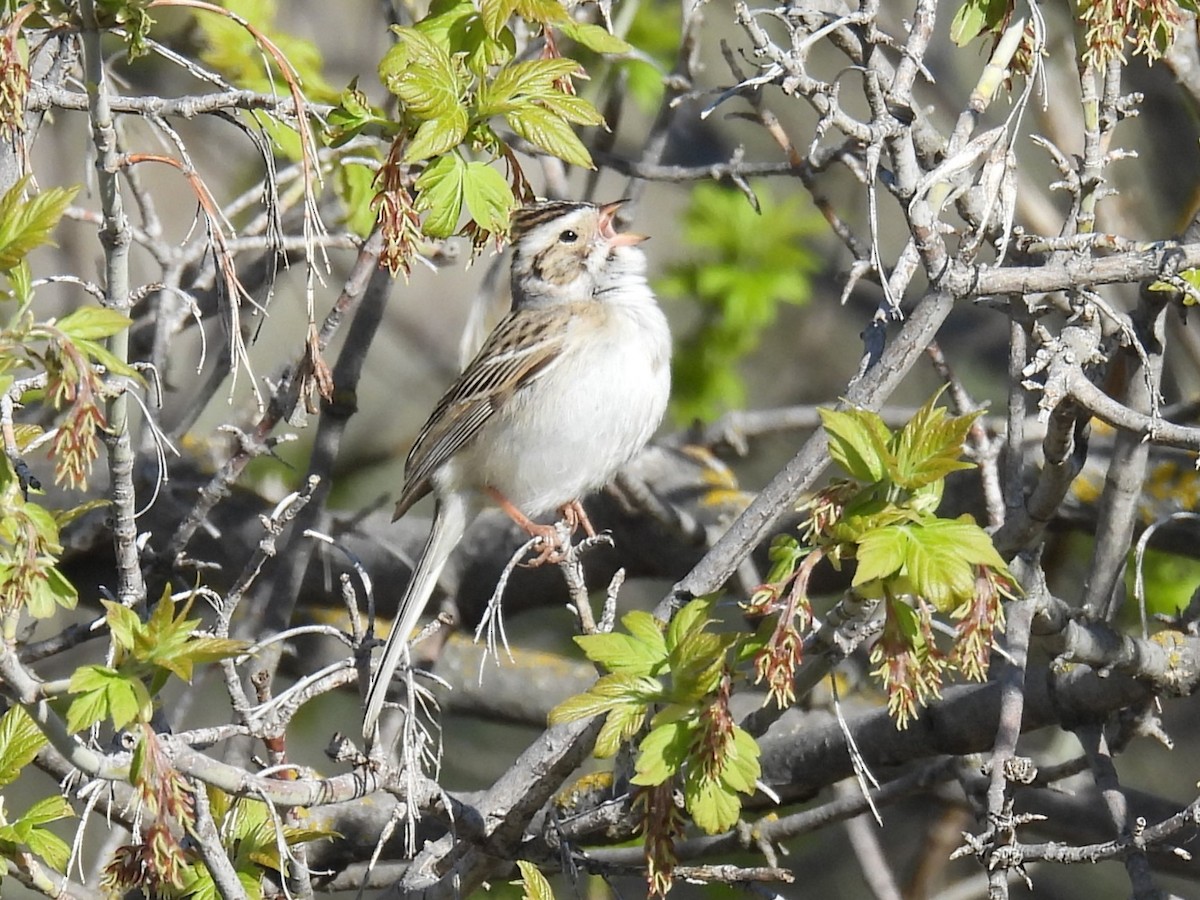 Clay-colored Sparrow - Kathryn Hyndman