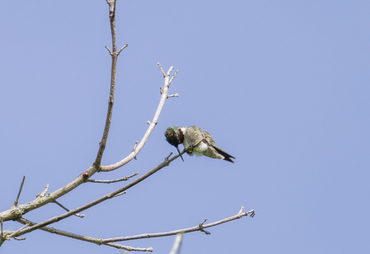 Ruby-throated Hummingbird - Liz Pettit