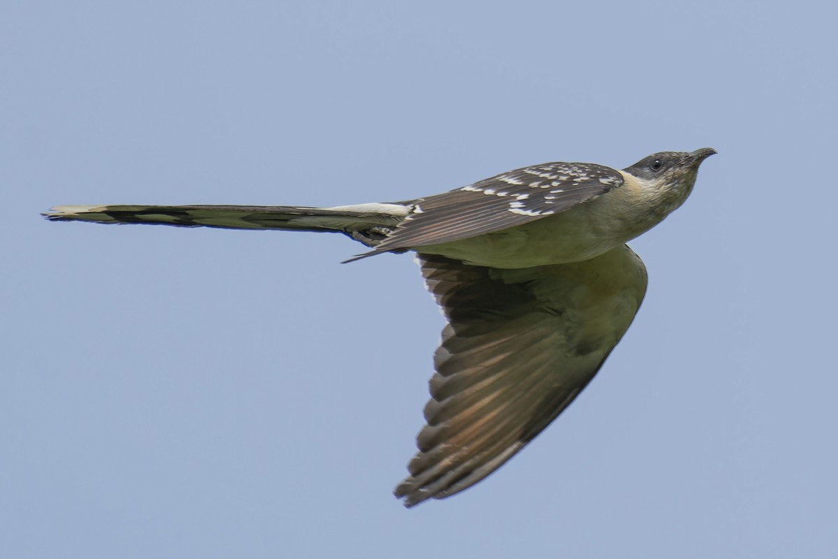 Great Spotted Cuckoo - john Butters