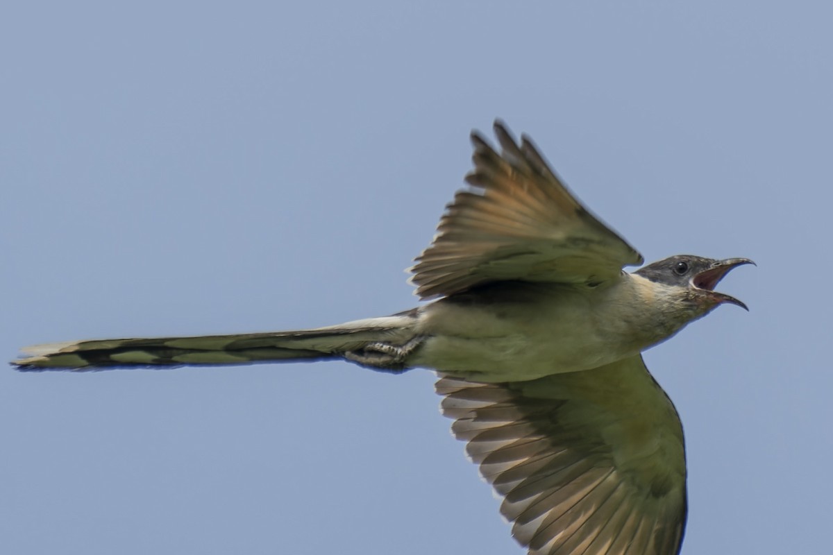 Great Spotted Cuckoo - john Butters