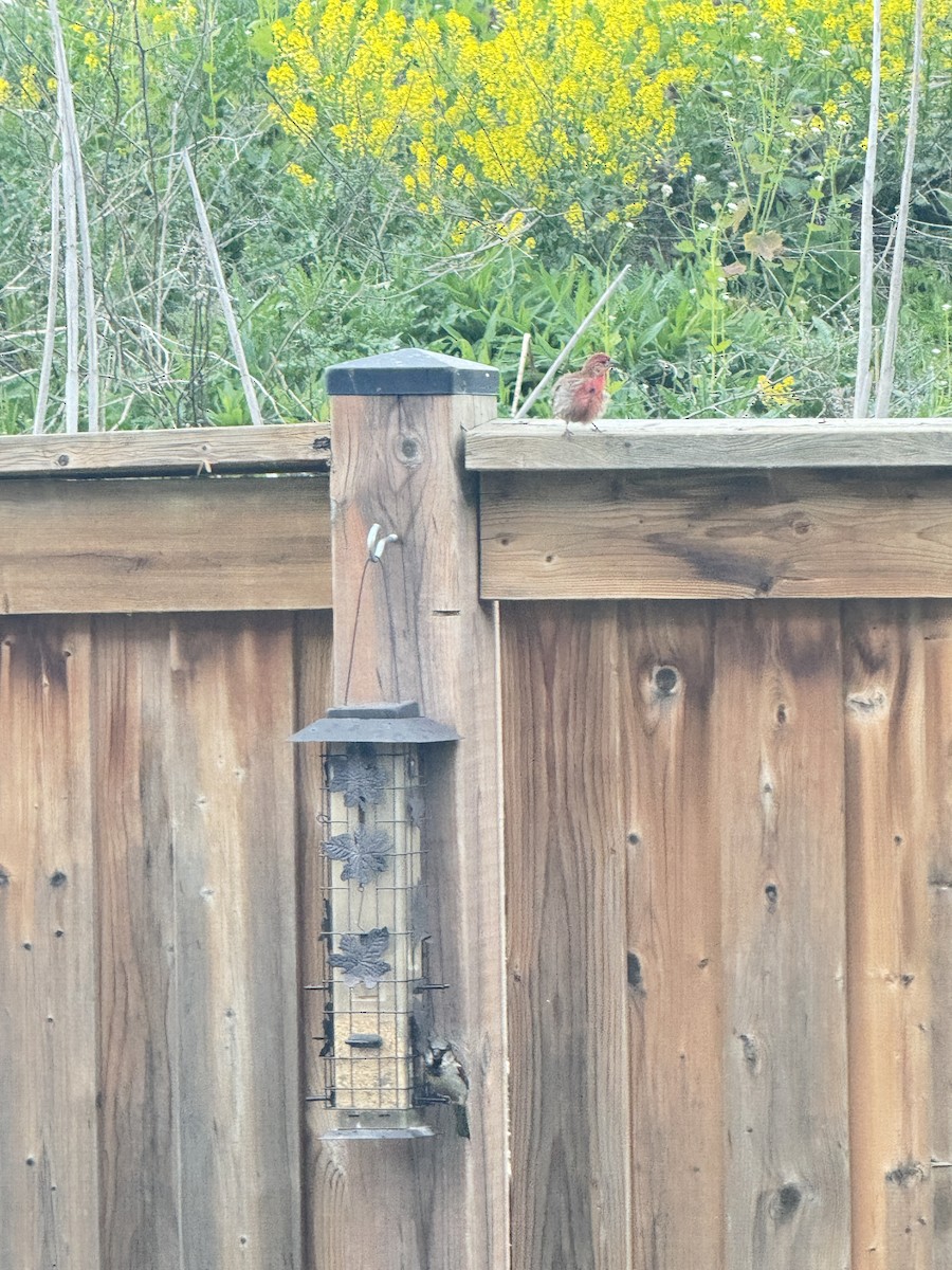 House Finch - Dinesh Sikand