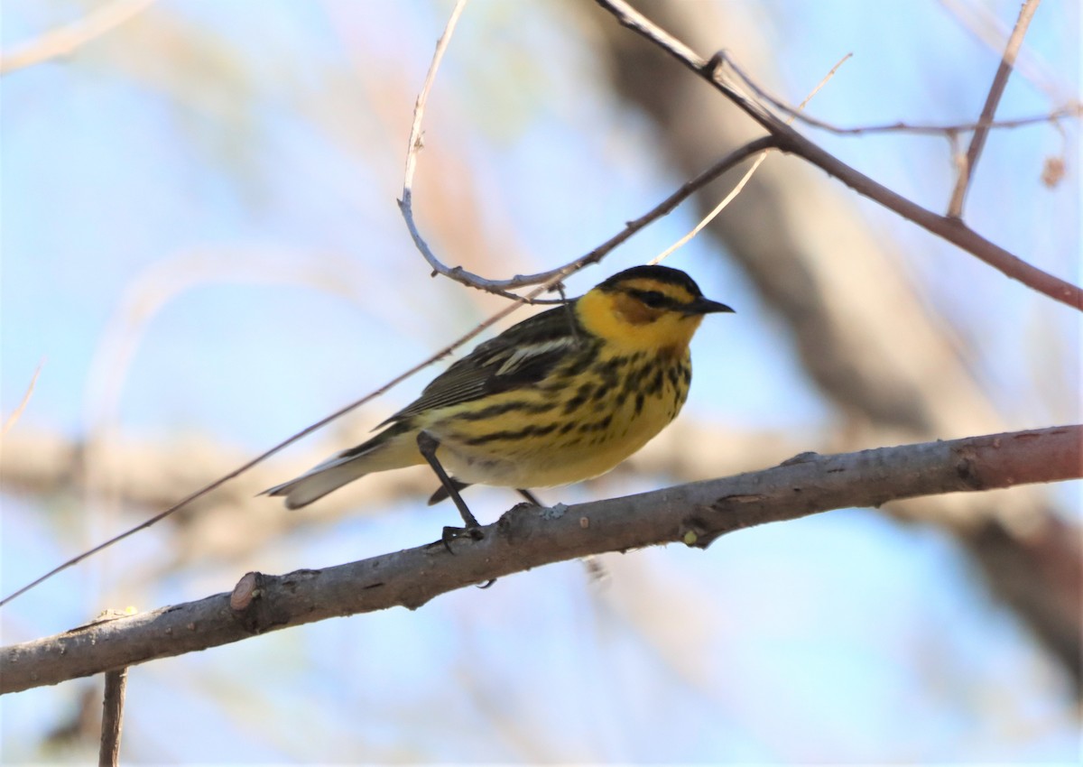 Cape May Warbler - Daniel Laforce