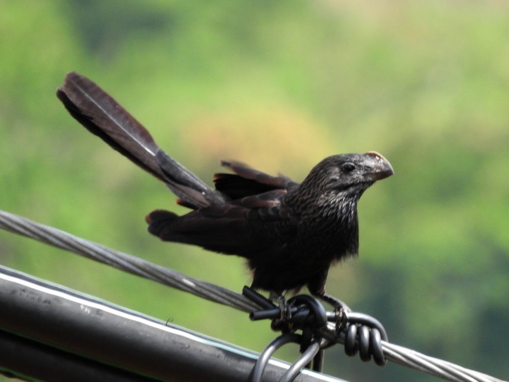 Smooth-billed Ani - Fernando Nunes