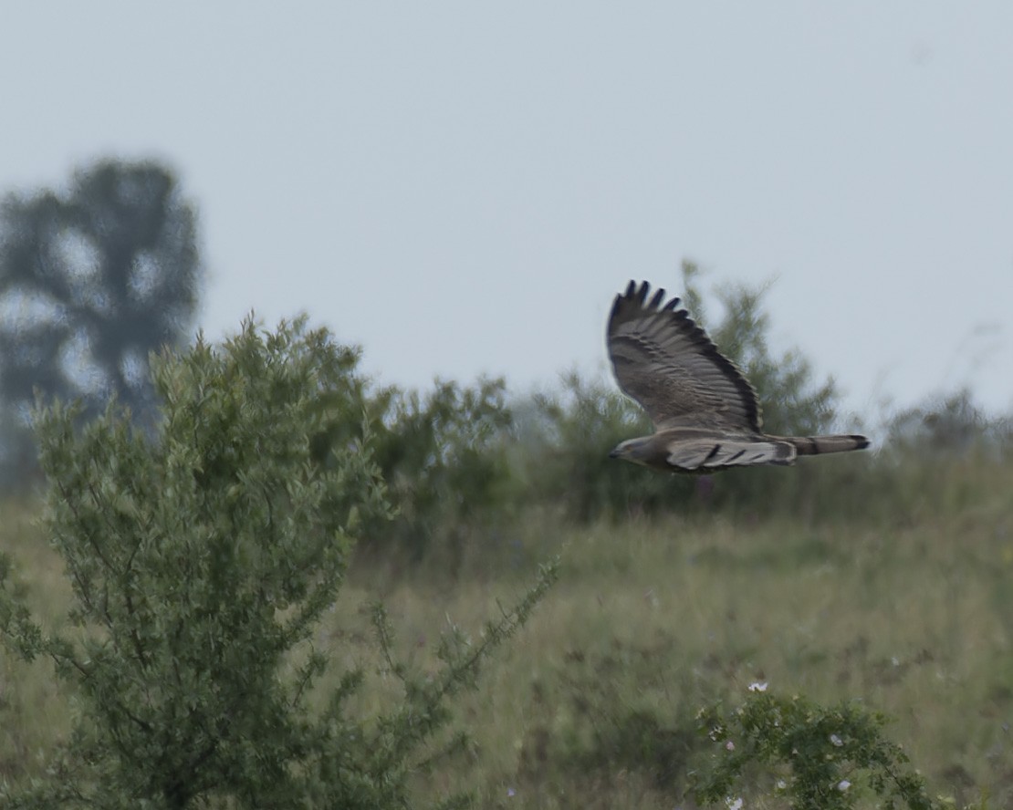 European Honey-buzzard - john Butters