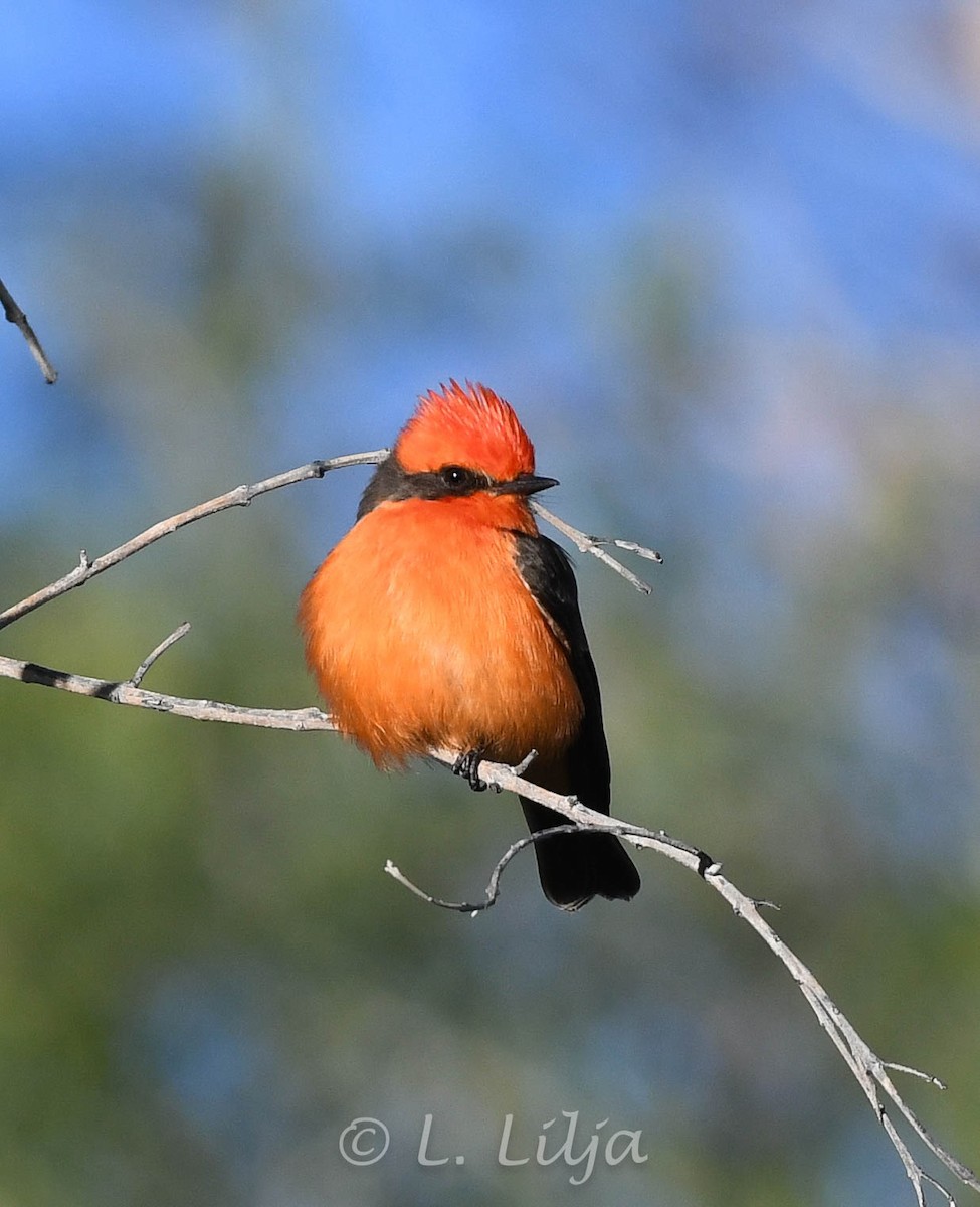 Vermilion Flycatcher - Lorri Lilja