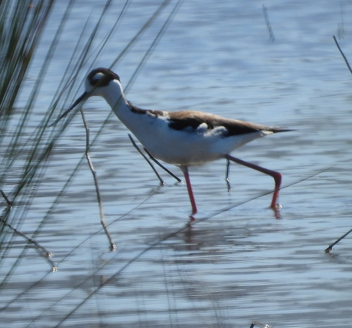 Black-necked Stilt - Sarah Hobart