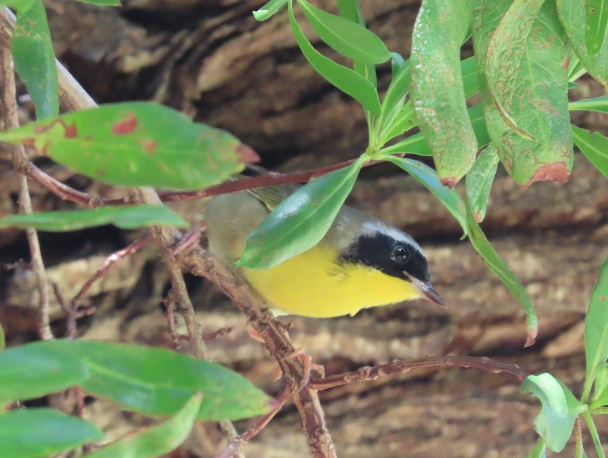 Common Yellowthroat - Pamela Hunt