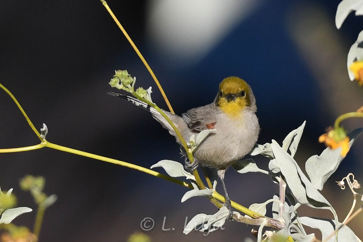 Pájaro Moscón Baloncito - ML618827641