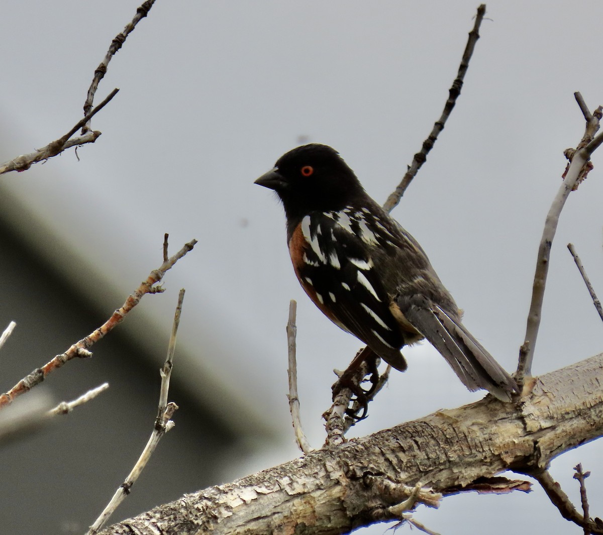 Spotted Towhee - ML618827667