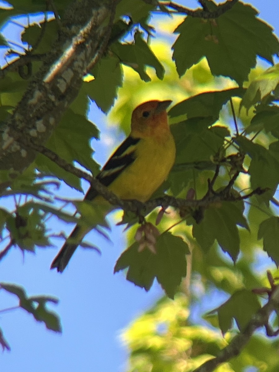 Western Tanager - ML618827673