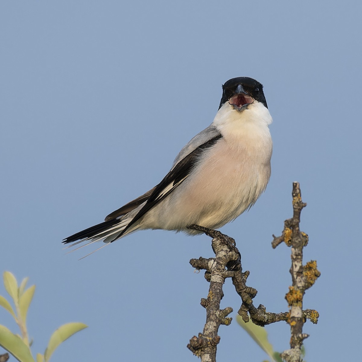 Lesser Gray Shrike - john Butters