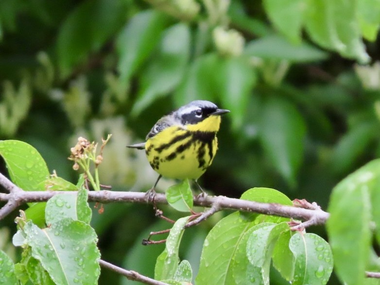 Magnolia Warbler - Beth Daugherty