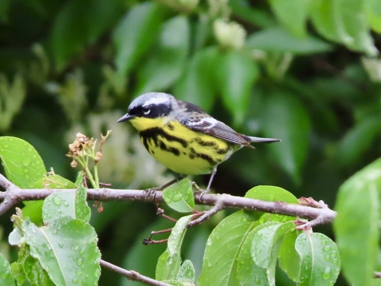 Magnolia Warbler - Beth Daugherty