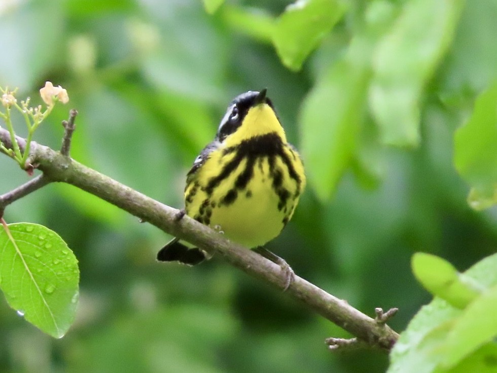 Magnolia Warbler - Beth Daugherty