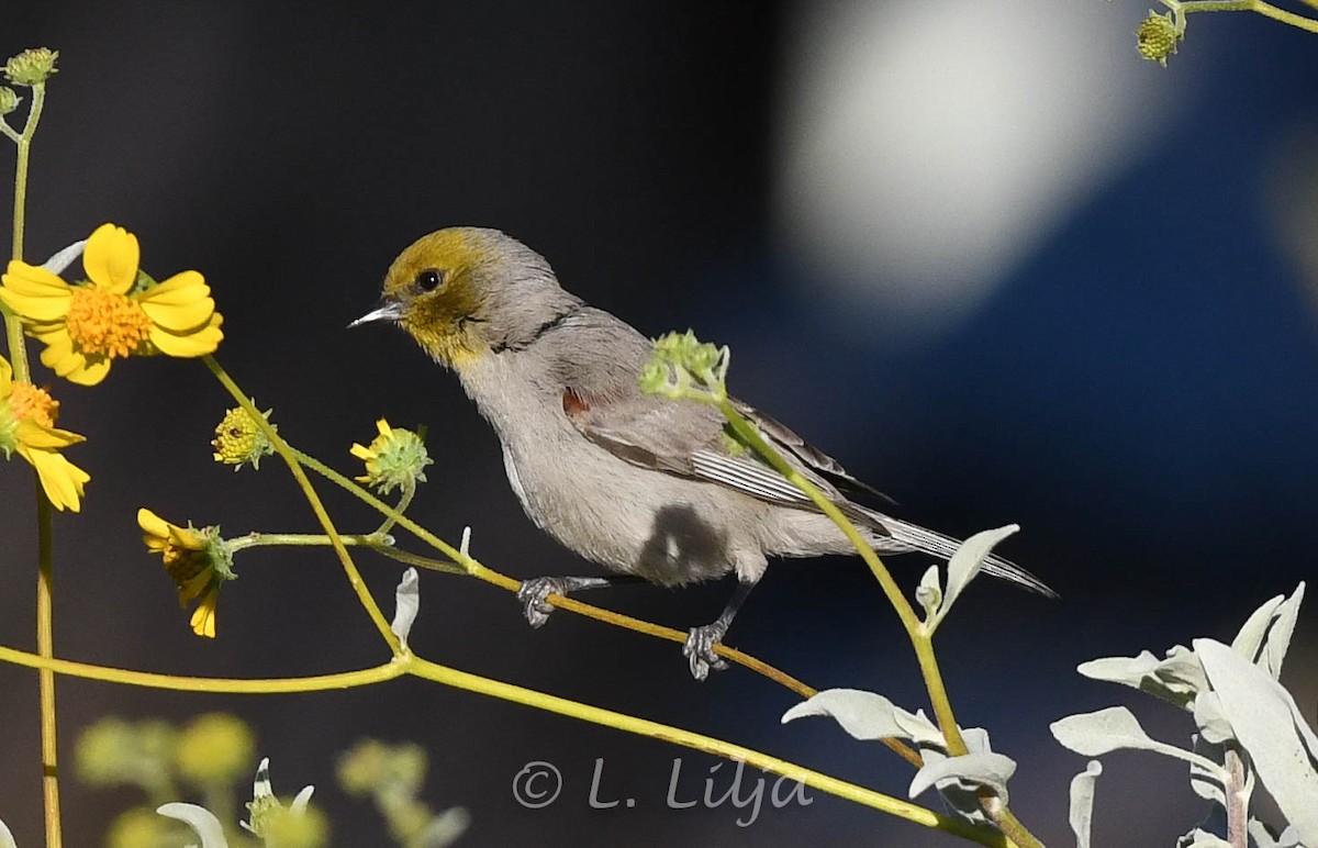 Pájaro Moscón Baloncito - ML618827703