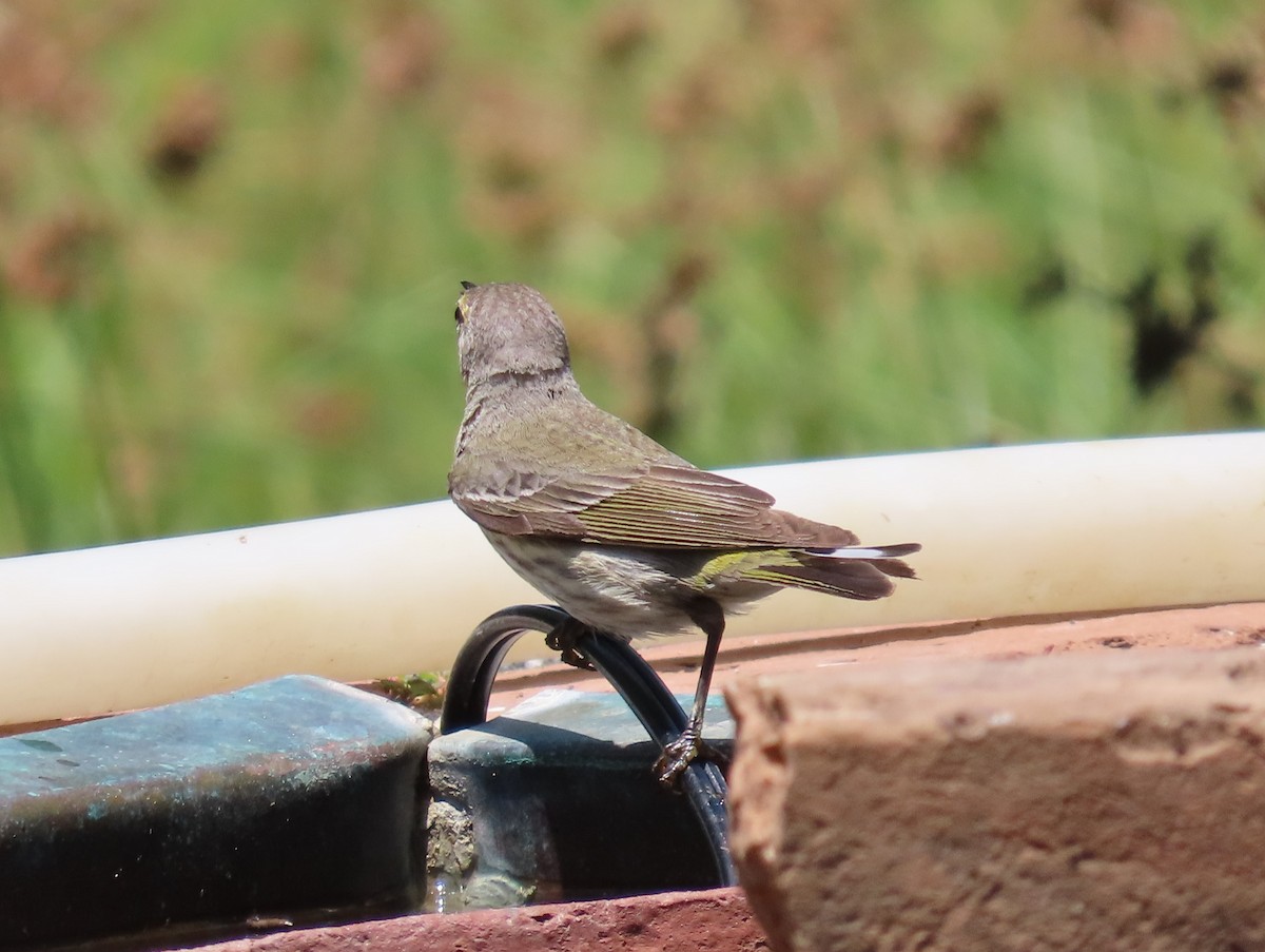 Cape May Warbler - ML618827706