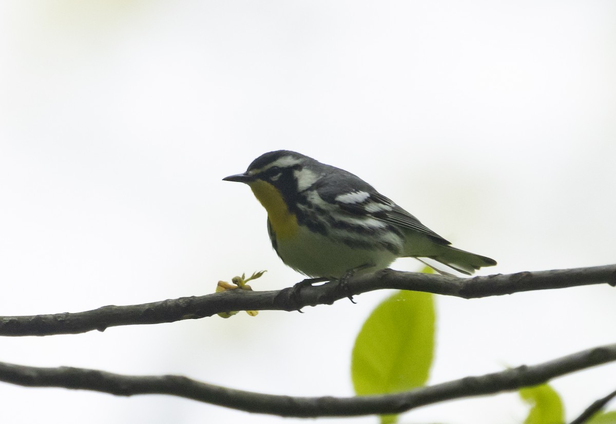 Yellow-throated Warbler - Caleb Putnam