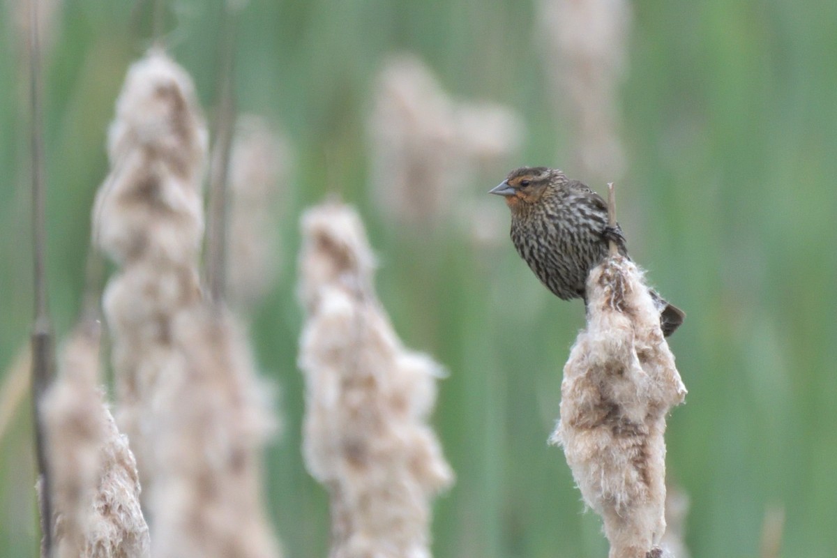 Red-winged Blackbird (Red-winged) - Tom Pirro