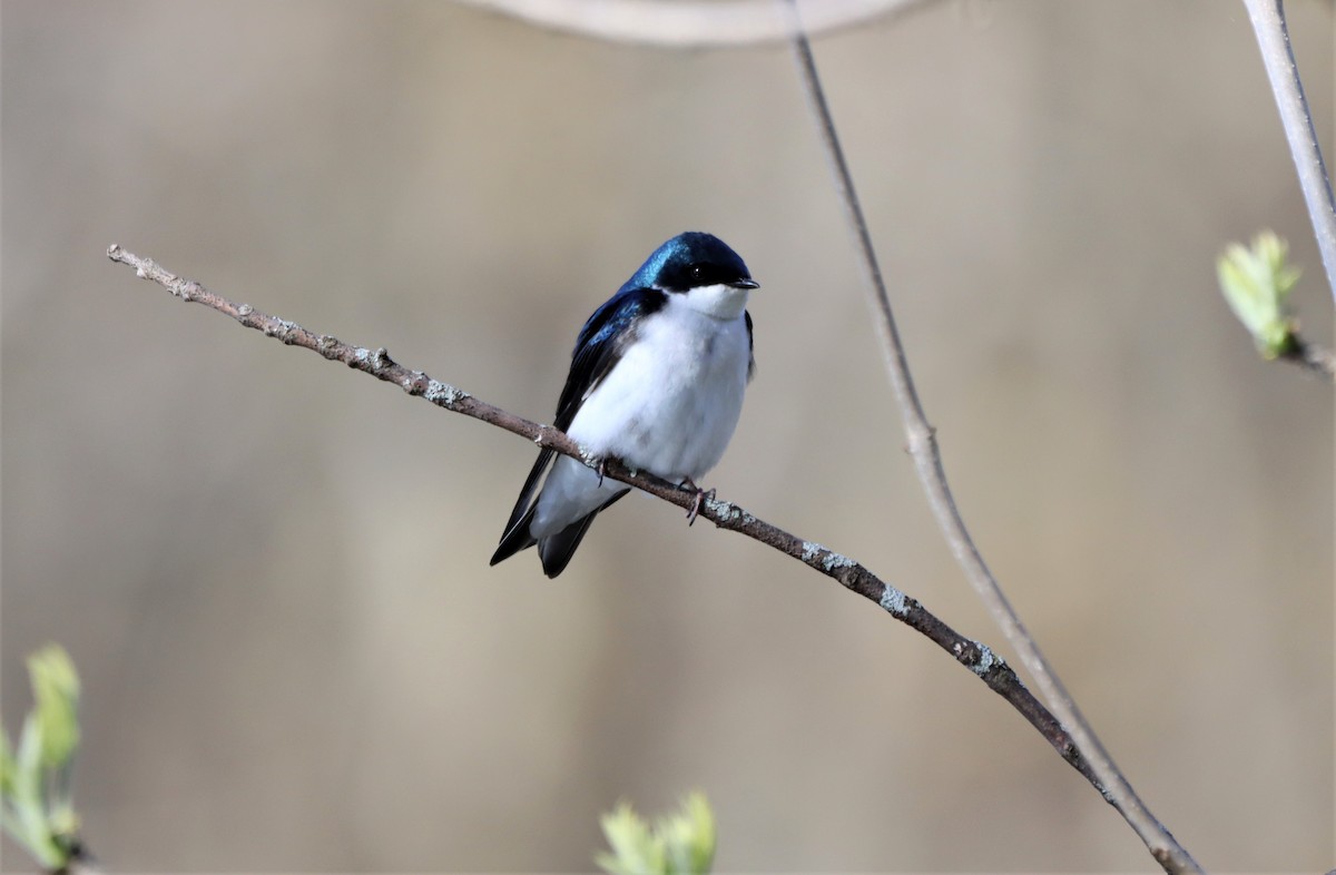 Tree Swallow - Daniel Laforce