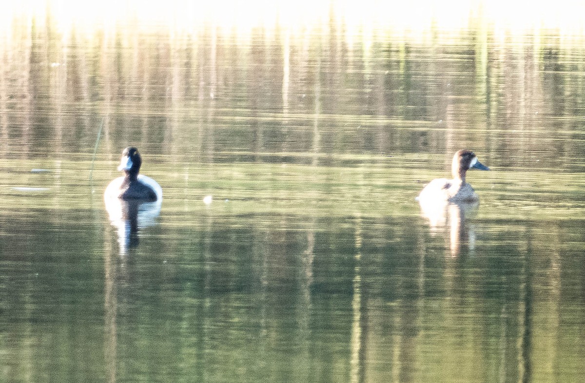 Lesser Scaup - Amanda Dulworth