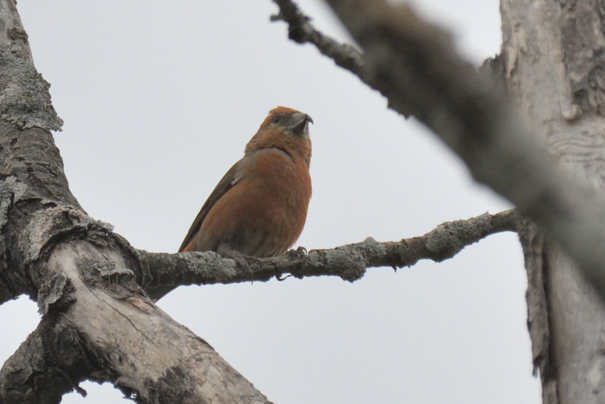 Red Crossbill - Tom Pirro