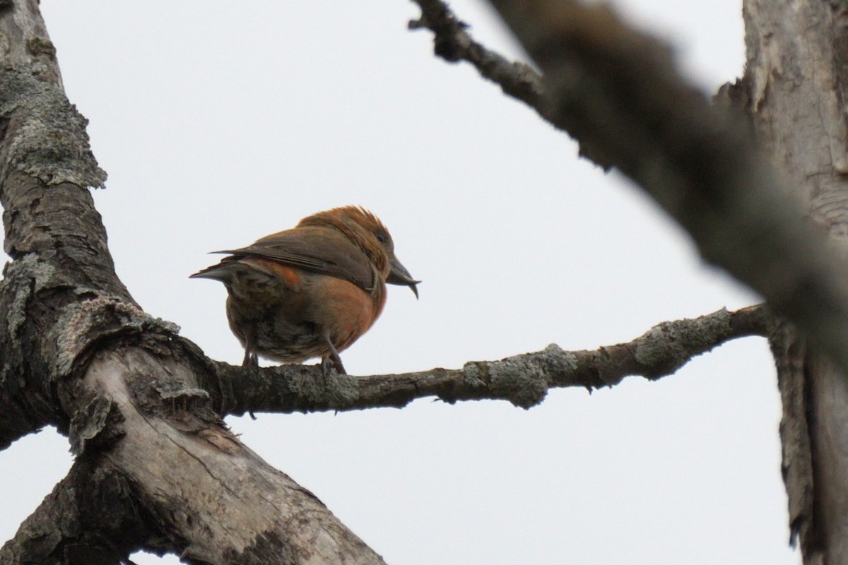 Red Crossbill - Tom Pirro