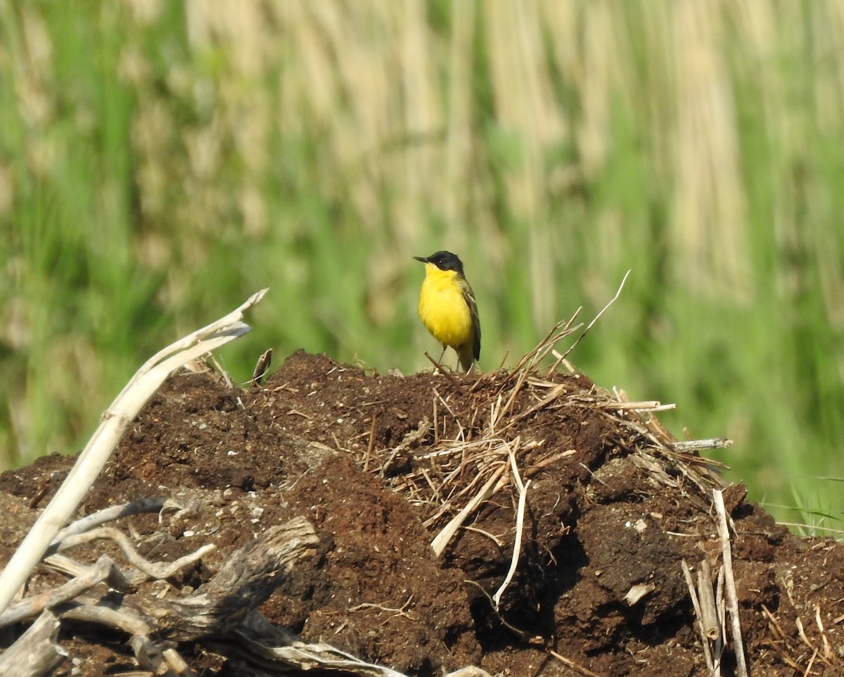 Western Yellow Wagtail - Zdenek  Hyl