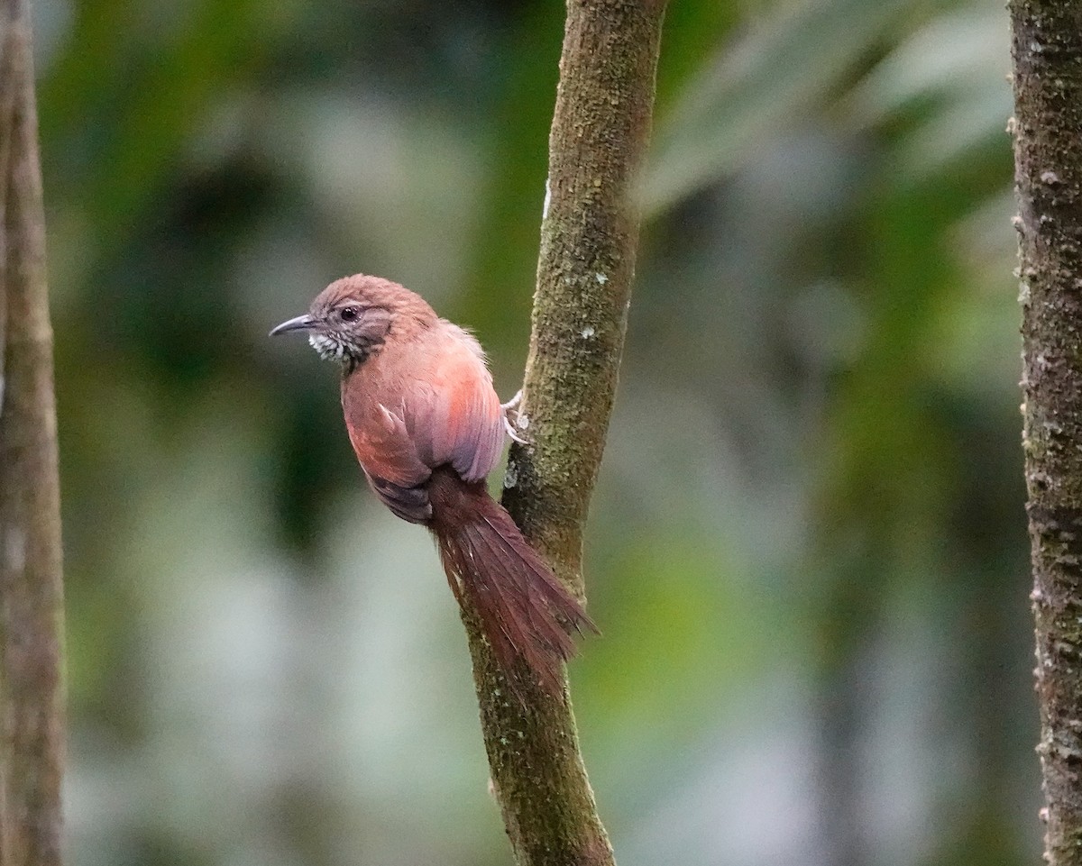 Stripe-breasted Spinetail - edgar cleijne