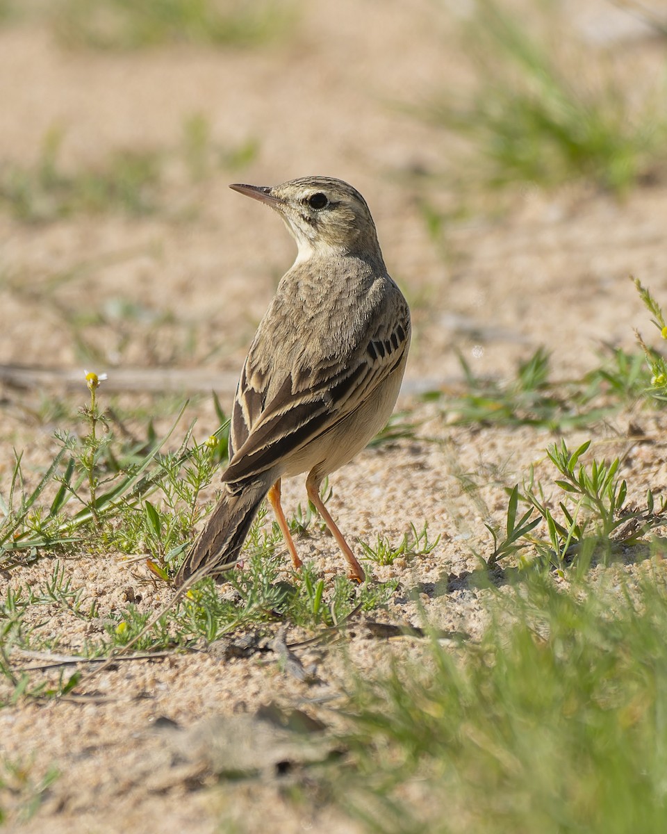 Tawny Pipit - john Butters