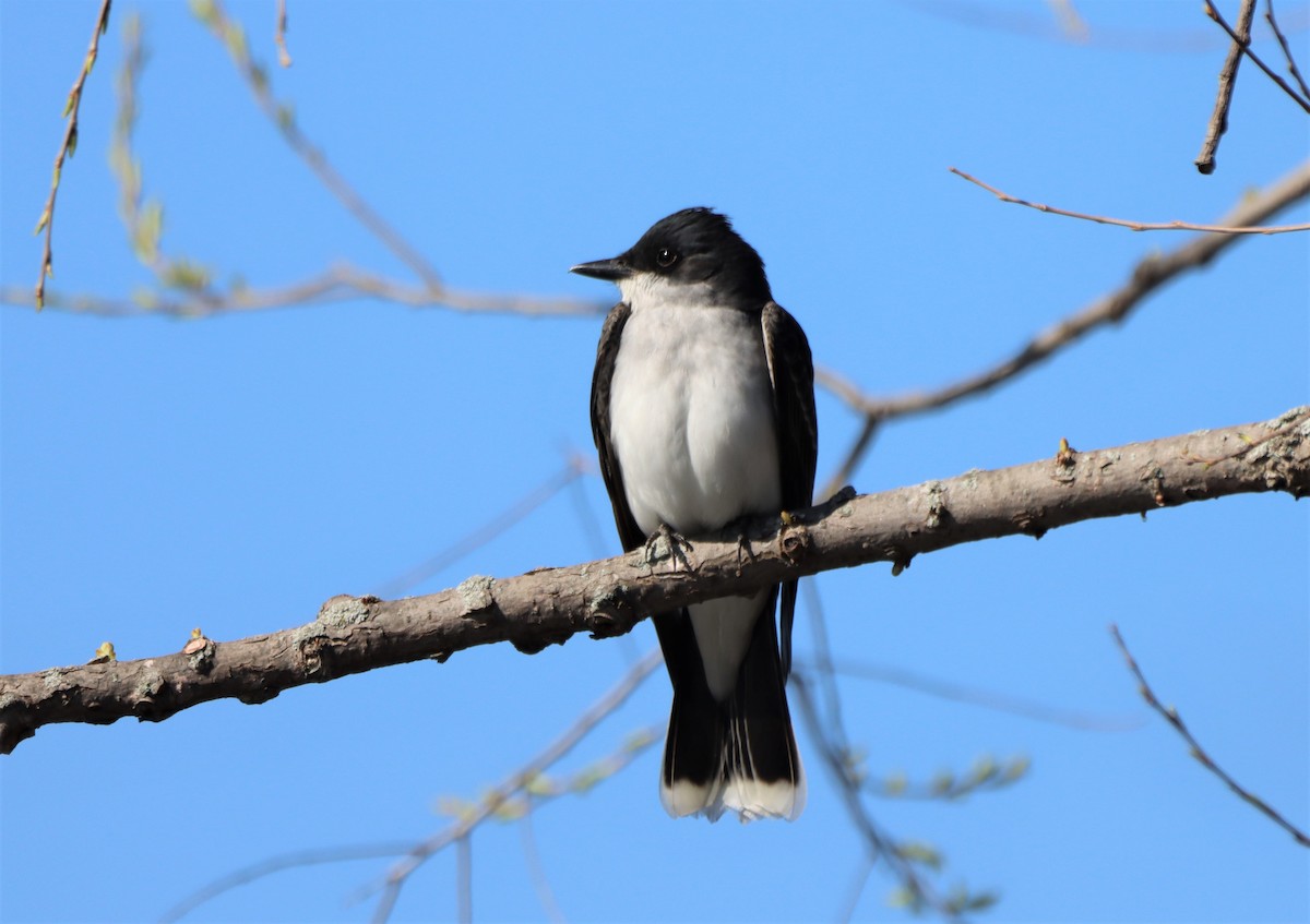 Eastern Kingbird - Daniel Laforce