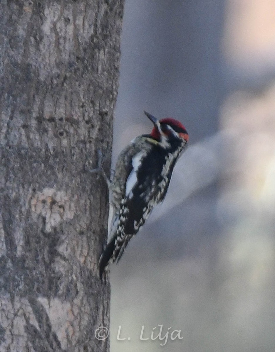 Red-naped Sapsucker - Lorri Lilja