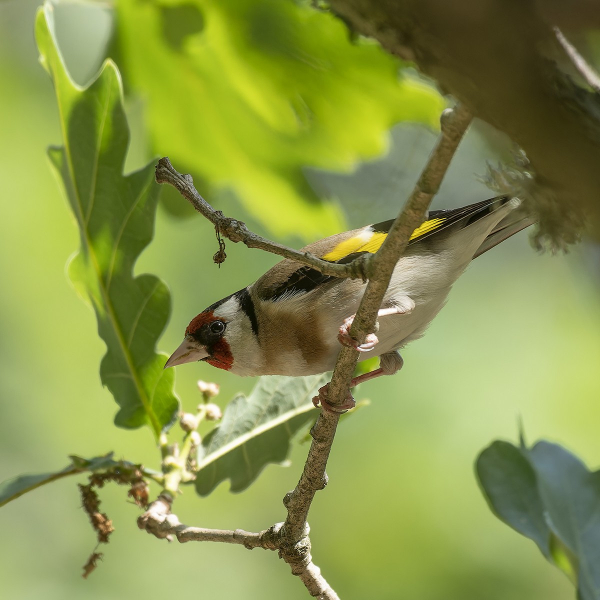 European Goldfinch - john Butters