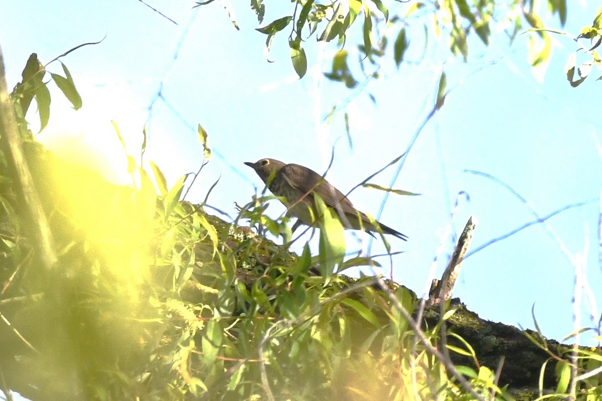 Swainson's Thrush - Steve Drake