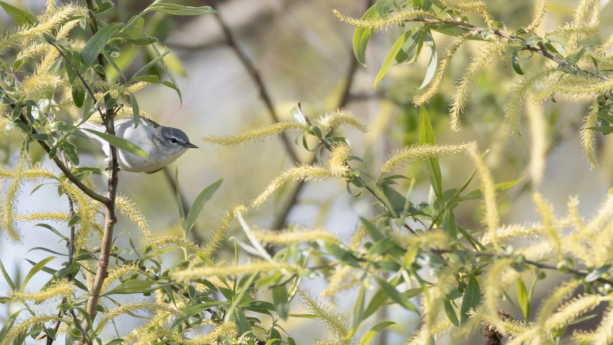 Tennessee Warbler - Karim Bouzidi