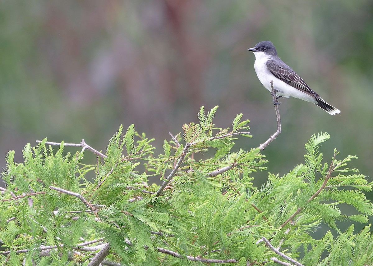 Eastern Kingbird - KMJ Bird