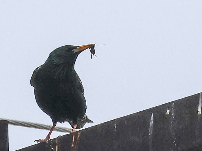 European Starling - Muammer Ülker