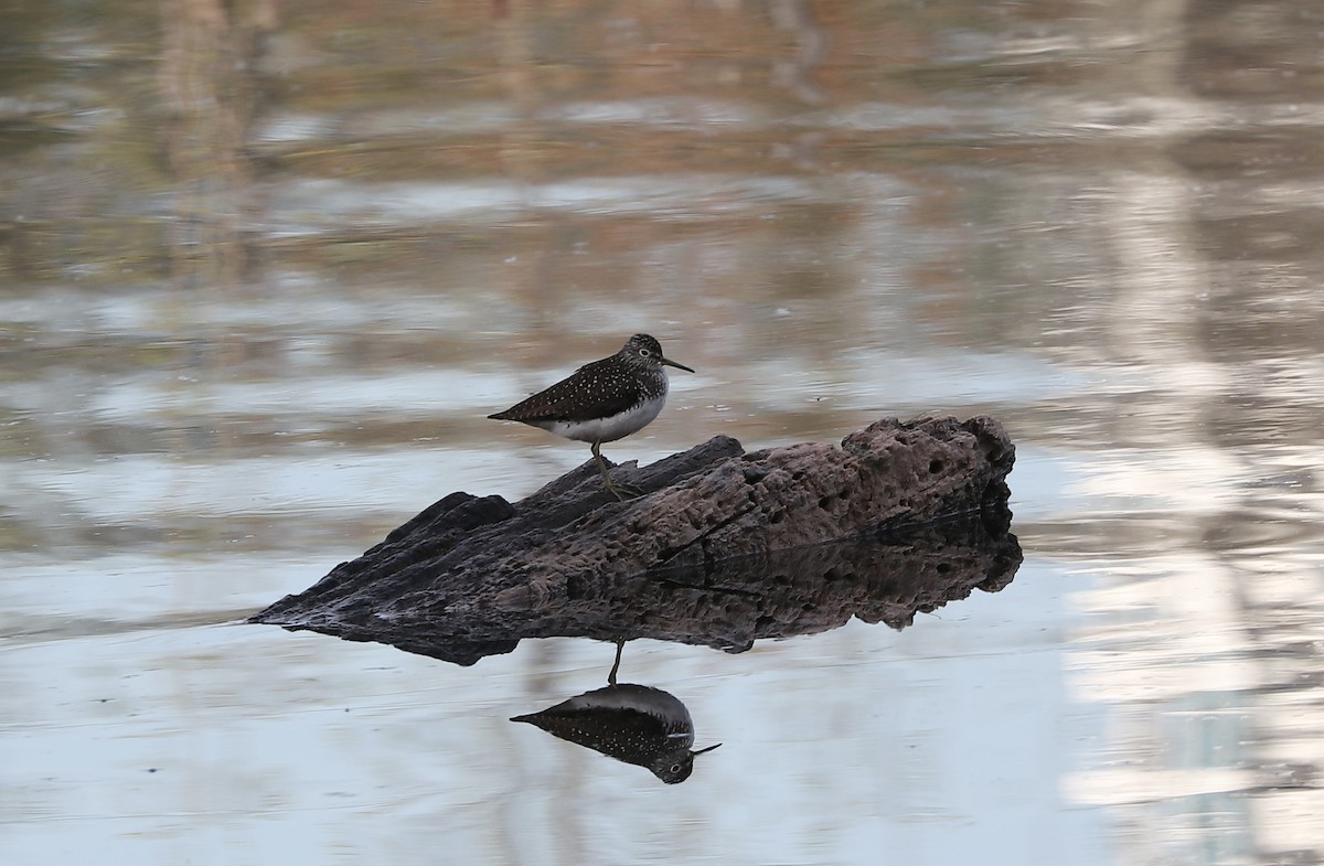 Solitary Sandpiper - Marco Bouchard